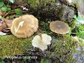 Lentinus brumalis-amf1536